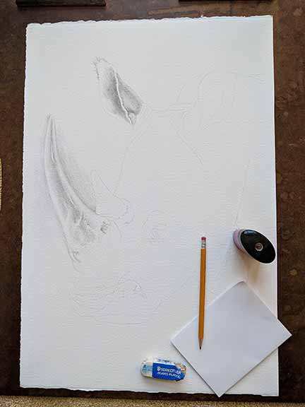 FRhinoceros Face pencil sketch in various stages of completion