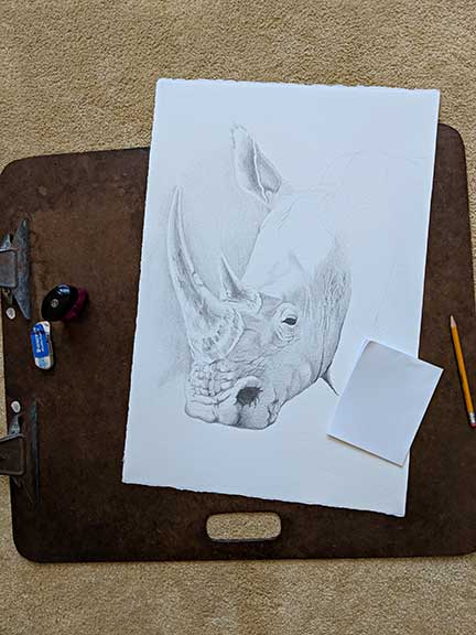 Rhinoceros Face pencil sketch in various stages of completion