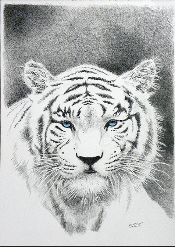 White Tiger Pen and ink Drawing