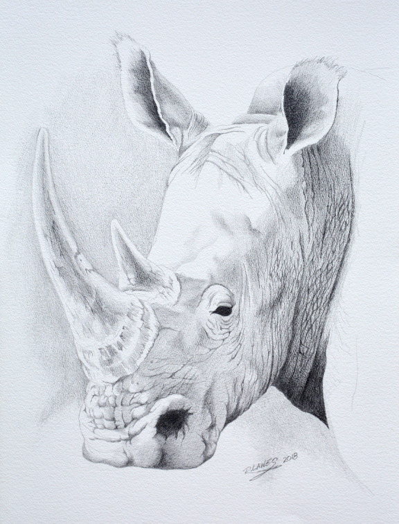 Rhinoceros Face Pencil Drawing