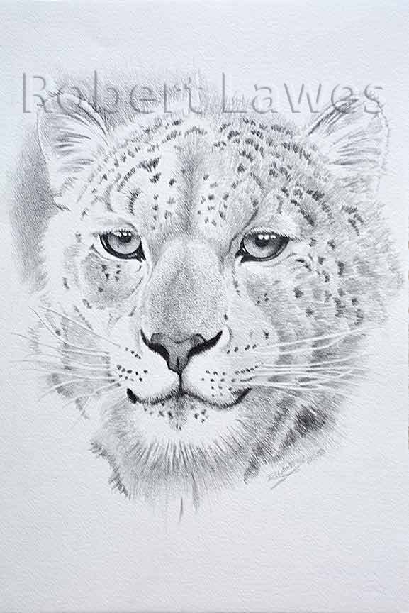 Snow Leopard Pencil Drawing